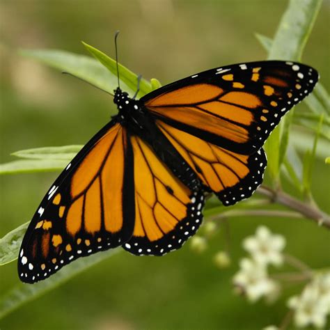 la mariposa monarca - fotos de la luna de hoy